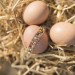 Un bracelet doré en perles de couleur caché dans un oeuf de poule - l'Eggstra